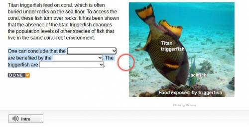 One can conclude that the are benefited by the . The triggerfish are