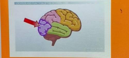 Look at the picture provided. As you can see, the cerebrum is broken down into sections (lobes). Wh