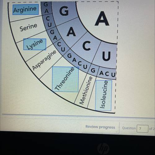 The diagram shows a portion of the genetic code. The diagram is read from the center of the circle