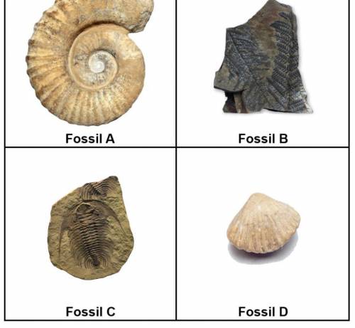 Question 1

Closely examine each fossil. Then, complete the table to record your observations, whi