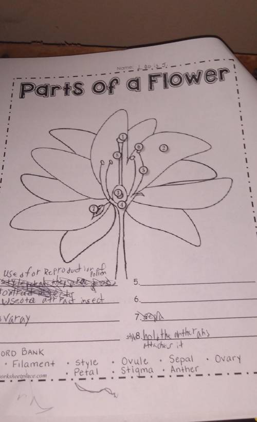 What are the parts of a flower and what do they do​