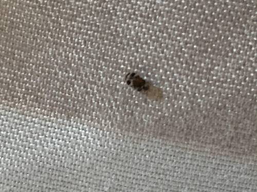 What is this bug? It’s was on my bed! I saw theses bug I’m scared if it’s a bed bug but it also loo