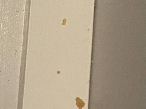 Are these bed bugs shells?