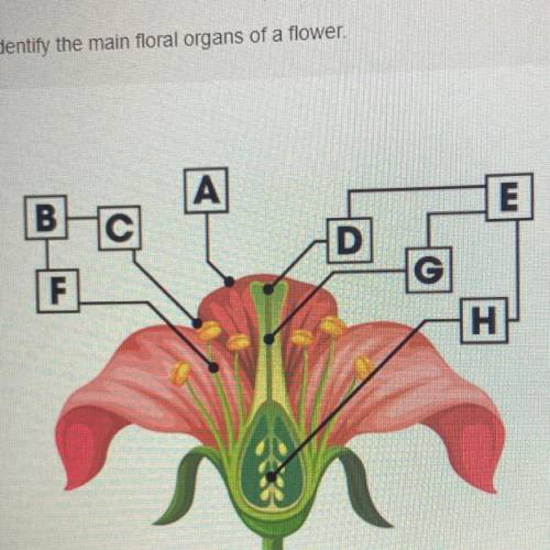 Identify the main floral organs 
of a flower.