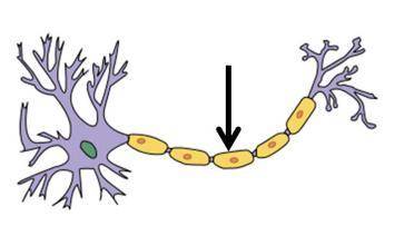 Which part of the neuron below is indicated by the arrow, and what is its function?

The long sect