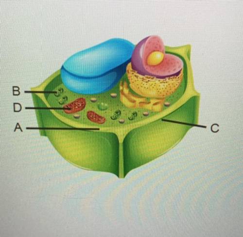 Which structures are found only in plant cells, not in animal cells?

- [ ] A and B 
- [ ] B and C
