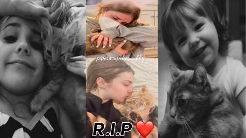 Piper Rockelle cats died
rip Ashby and Orange boy