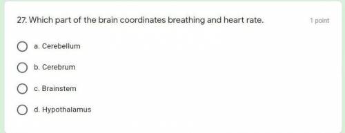 Which part of the brain coordinates breathing and heart rate​