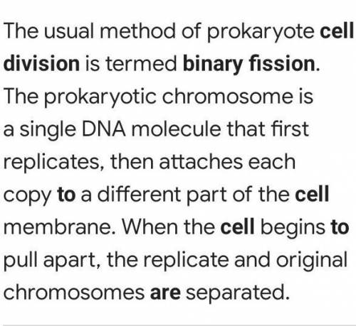 Cell division and binary fission, how do they connect?