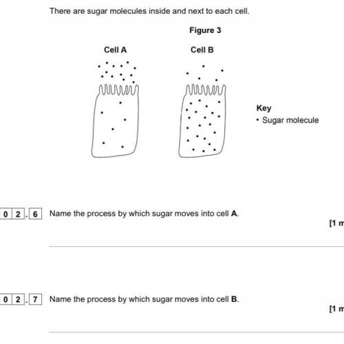 Name the process by which sugar moves into cell A.

Name the process by which sugar moves into cel
