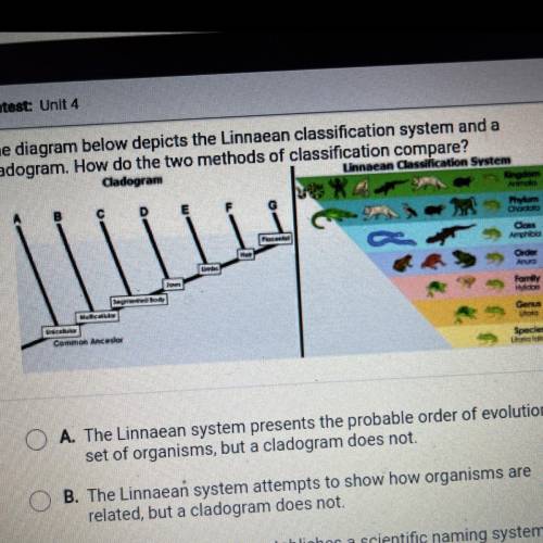 The diagram below depicts the Linnaean classification system and a

cladogram. How do the two meth
