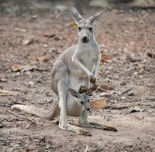 What does the gray kangaroo look like?