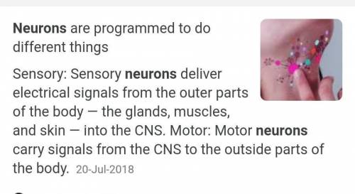 Write two functions of neurons.​