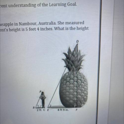 A student wanted to find the height h of a statue of a pineapple in Nambour, Australia. She measure