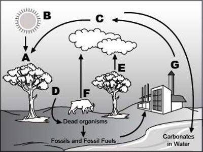 PLEASE HELP WILL GIVE BRAINLEST

Analyze the given diagram of the carbon cycle below.An image of c