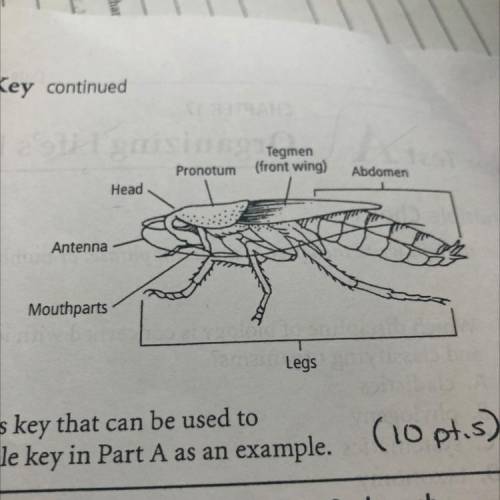 1. Identify Study the picture of the cockroach to the

right and identify some characteristics tha