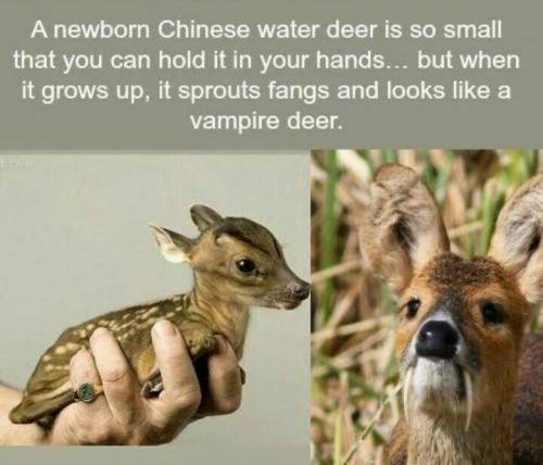 Can someone provide me with a happy animal fact? I need more. Please and thank you