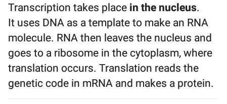 Where does DNA transcription take place?

A. In the nucleusB. In the cytoplasmC. In the lysosomes D