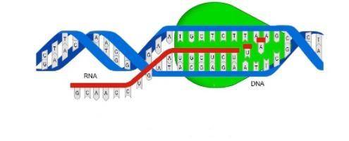 Which statement summarizes the process shown in the diagram?

A 
DNA is being transcribed into mRN