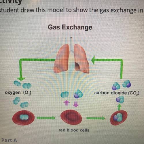 A student drew this model to show the gas exchange in the human body. What are the weaknesses or in