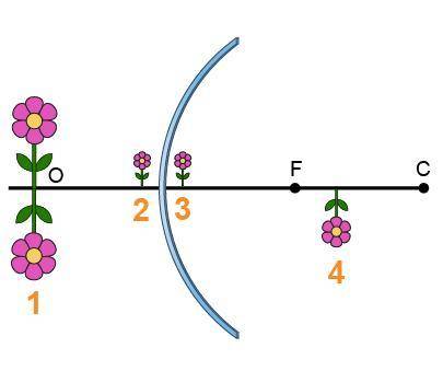 Which flower would most likely represent the image formed by the mirror? Justify your answer.