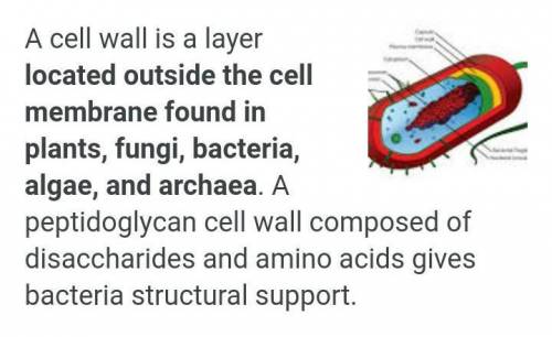 What is cell wall? Where is it found?​