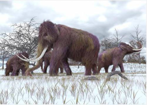 PLEASE HELP 80 POINTS Part F

Woolly mammoths became extinct around 10,000 million years ago.