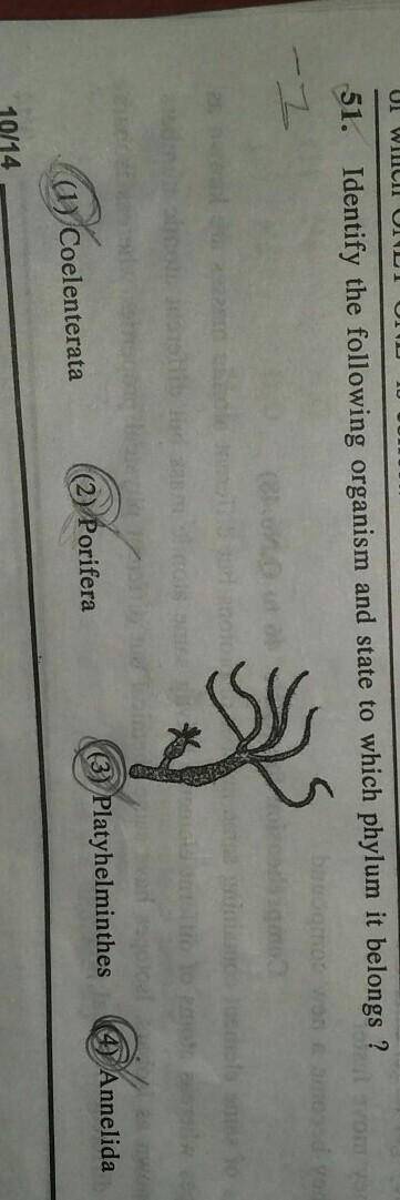 Identify the following organism and state to which phylum it belongs​