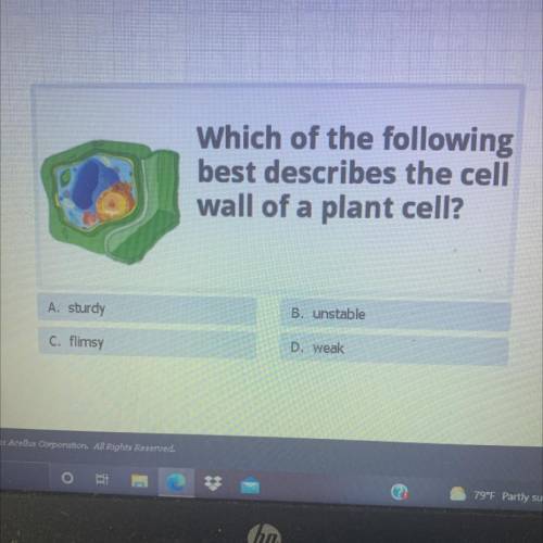 Which of the following

best describes the cell
wall of a plant cell?
A. sturdy
B. unstable
C. fli