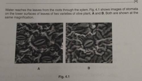 I will give brainliest

1. Compare the density of stomata between the two varieties of olive plant