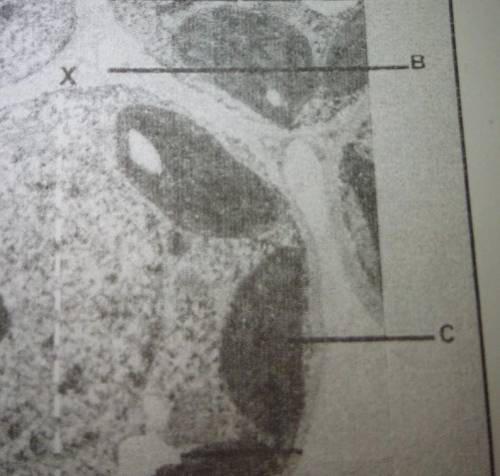 QUESTION 1 Study the micrograph of a cell. labels for b and cb c​