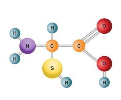 Which kind of biological molecule is shown to the left?

protein
carbohydrate
lipid
nucleotide