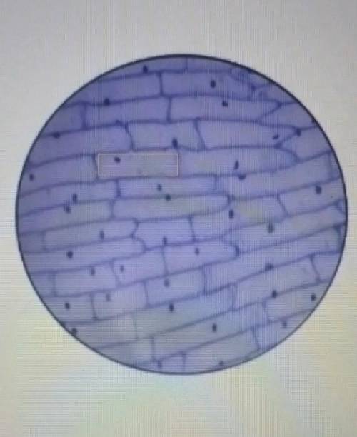 4. Estimate the size of the outlined (yellow) onion cell under high power (40x). Use the dFOV value