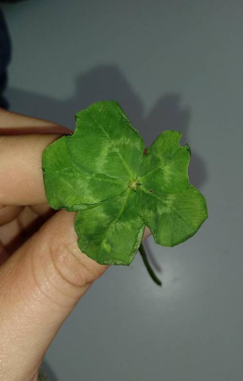 What is the chance of finding a 5-leaf clover?? It is Math Now!!