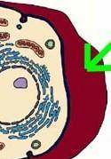 What is the cell membrane?

the center of the cell
the boundary of the cell
the energy producer of