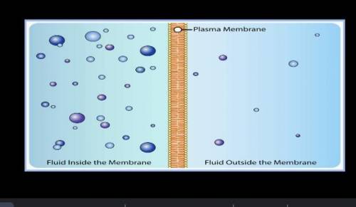 The drawing below shows the fluid inside and outside a cell. The dots represent molecules of a subs