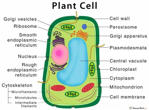 A picture of a plant cell