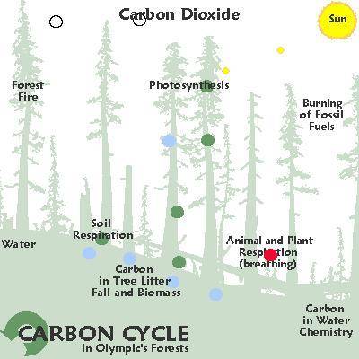 Carbon enters the biotic (living) and first part of the carbon cycle by *

A. decomposition by de-