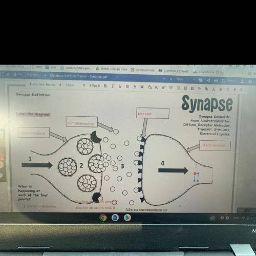 Synapse Definition:

Synapse
Label the diagram:
receptor
neurotransmitter
Synapse Keywords:
Axon,
