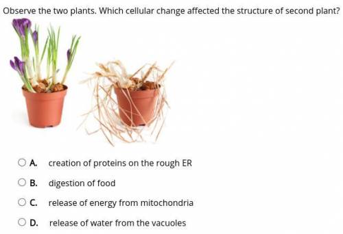 Observe the two plants. Which cellular change affected the structure of second plant?