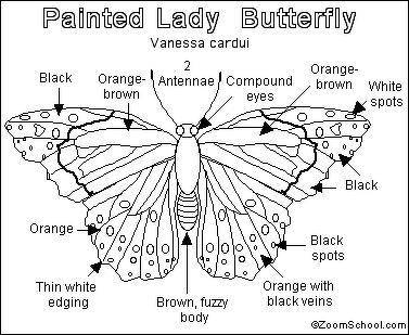 Please help me well labeled diagram of butterfly ​
