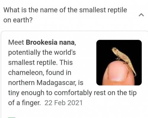 Did you know the world's smallest reptile was first reported in 2021.
