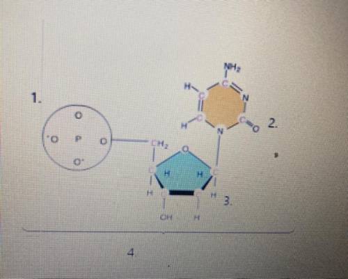 Someone help label the

Diagram 
In the order of number shown in the diagram 
Nucleotide 
Sugar 
P