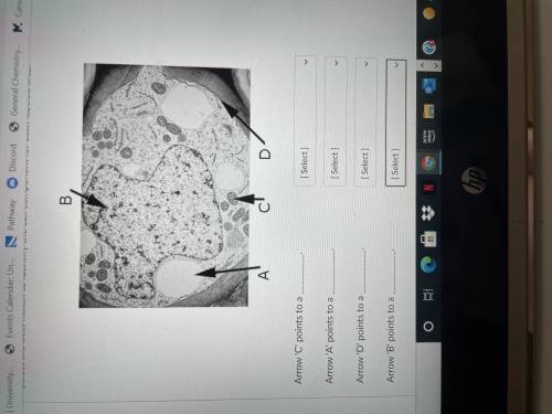 Help me answer this diagram please! I’m pretty sure B is a vacuole and I thought D was the plasma m