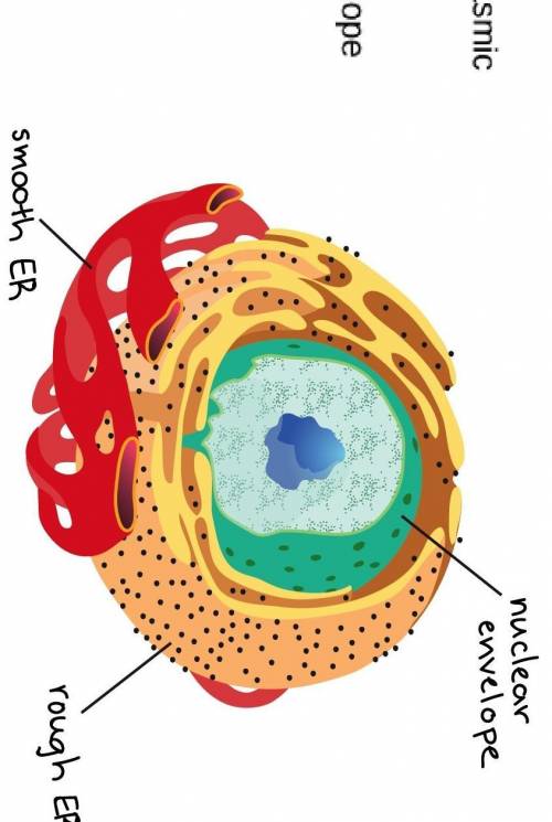 7. Diagram a microscope slide showing that the organism is multicellular. With different types of ce