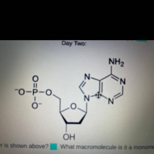 2. What monomer is shown above?
What macromolecule is it a monomer for?