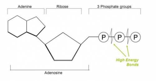 Identify the molecule pictured below:
A) RNA
B) Nucleic Acid
C) ATP
D) DNA