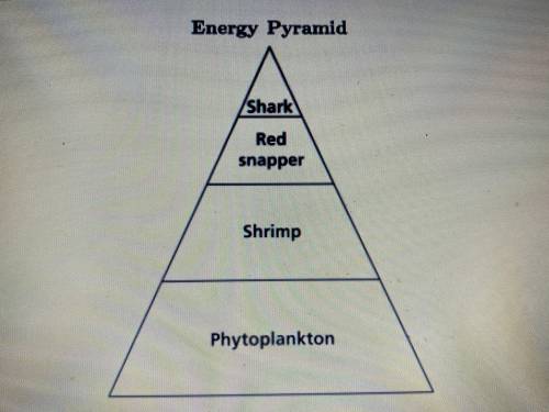How is energy flow represented in the energy pyramid shown above??

 
A) most energy is concentrate
