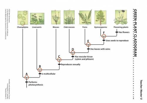 Are mosses a direct ancestor of flowering plants? Explain.
