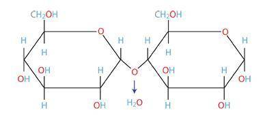 How was this molecule formed?

through the process of hydrolysis
through the process of dehydratio